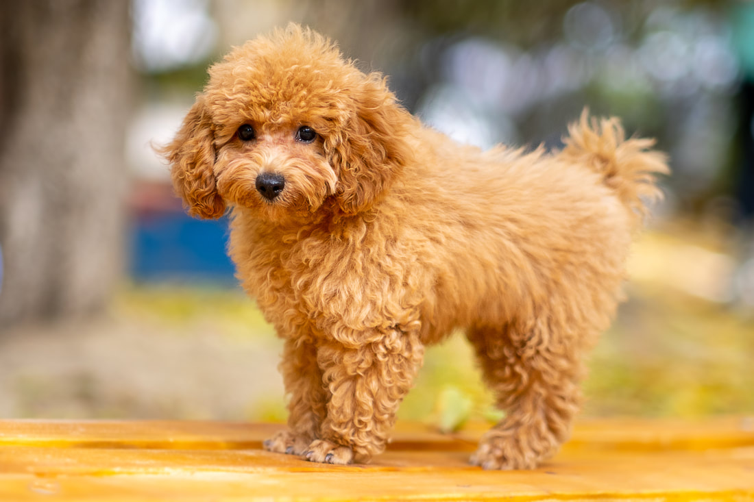Toy Poodle puppies for sale in Thailand