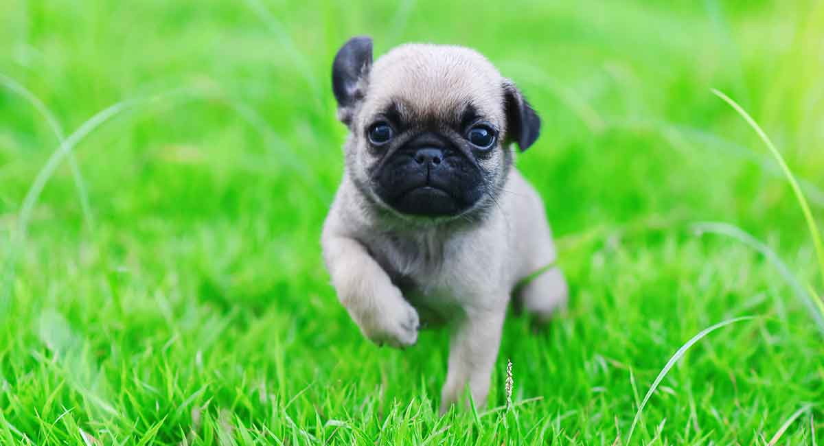 Pug puppies for sale in Thailand