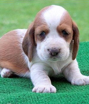 Basset Hound puppy