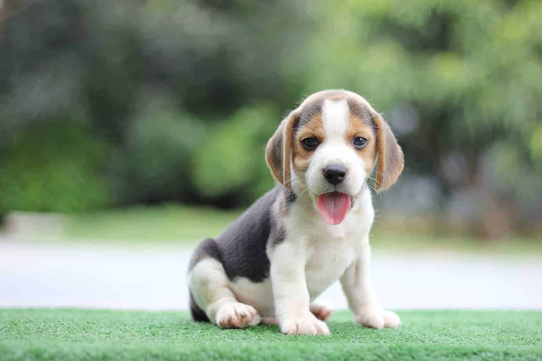 Beagle puppies for sale in Thailand