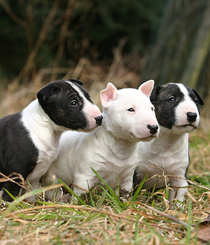 Bull terrier puppy
