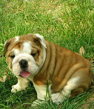 British Bulldog puppy