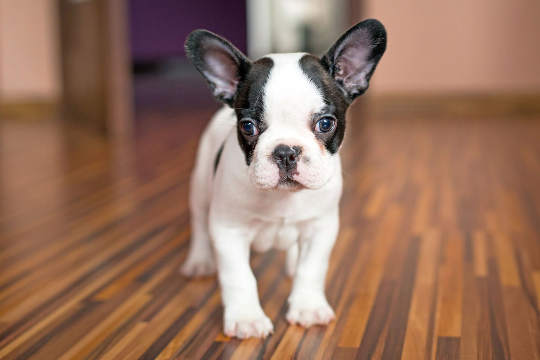 French Bulldog puppies for sale in Thailand