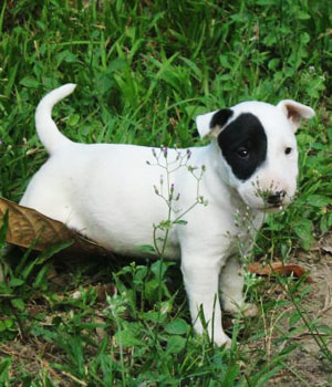 Mini Bull Terrier puppy