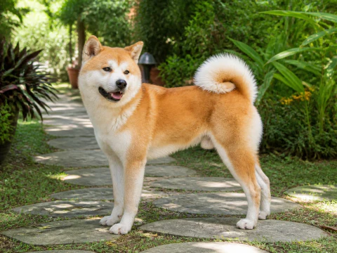 Warm adult Akita Inu standing on a garden path