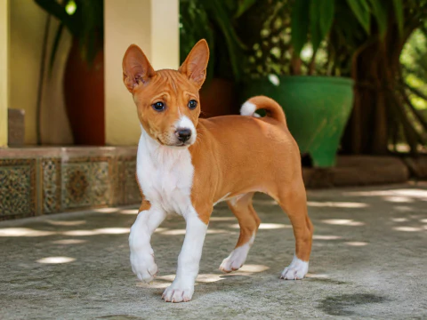Alert Basenji puppy walking across a shaded veranda