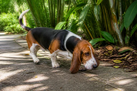 Basset Hound enjoying a scent along a shaded garden path