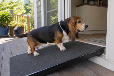 Basset Hound using a low ramp at a home entrance