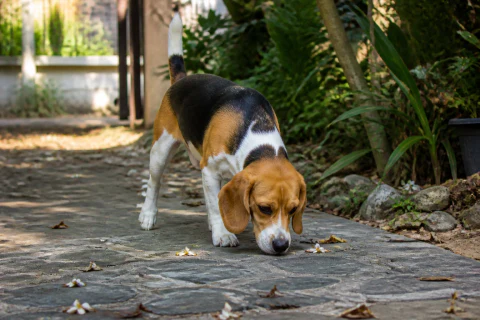 Beagle following a scent trail on a shaded garden path