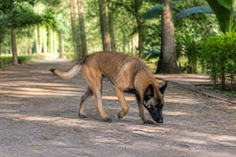 Belgian Malinois following a scent line along a shaded park trail