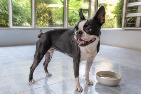 Happy Boston Terrier standing beside fresh water in a cool sunroom