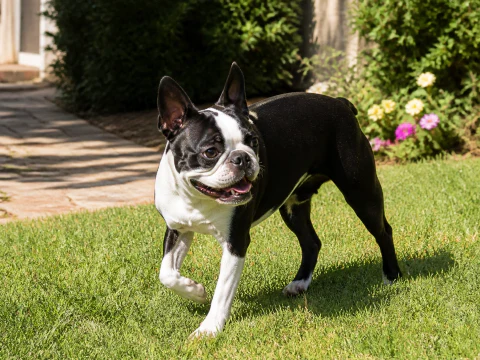 Happy adult Boston Terrier walking across a sunny garden lawn