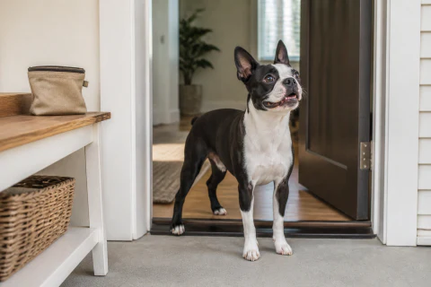 Happy Boston Terrier waiting calmly at a bright home entrance