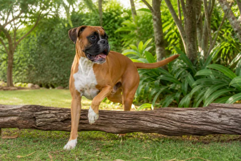 Happy Boxer stepping over a low log in a shaded garden