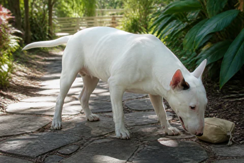 Bull Terrier searching for a canvas scent pouch on a shaded garden path