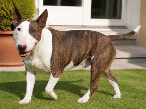 Happy adult Bull Terrier walking across a sunny garden lawn