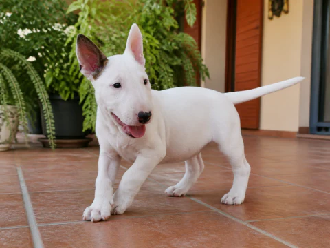 Happy Bull Terrier puppy walking across a bright terrace