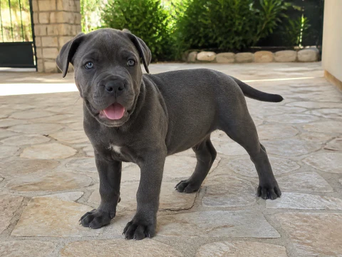Grey Cane Corso puppy with natural ears and tail standing in a courtyard