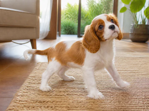 Cavalier King Charles Spaniel puppy looking upward in a bright living room