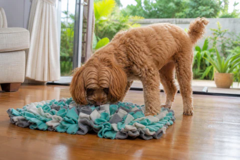 Cavapoo searching a fabric snuffle mat beside open patio doors