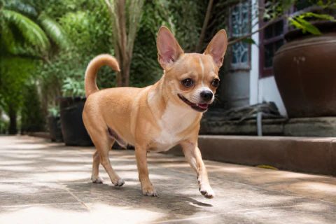 Smooth-coat Chihuahua walking on a shaded garden path