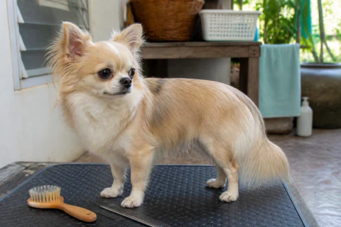 Long-coat Chihuahua standing on a grooming mat beside a brush and comb