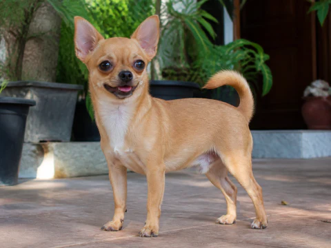 Adult smooth-coat Chihuahua standing in a bright courtyard