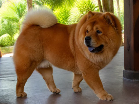 Warm adult Chow Chow walking across a bright veranda