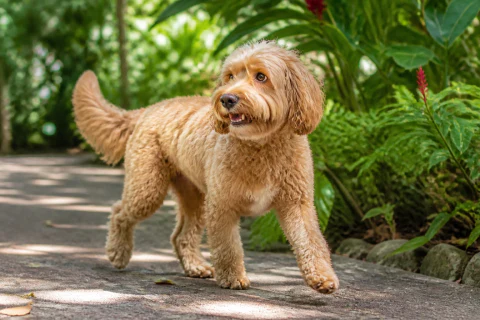 Happy Cockapoo walking along a shaded tropical garden path