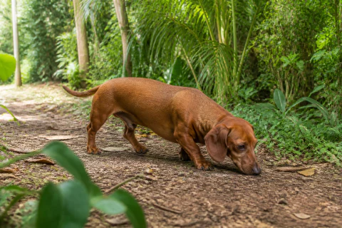 Smooth red Dachshund following a scent on a shaded garden trail