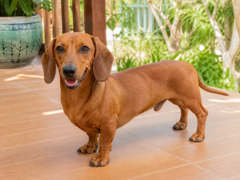Adult Dachshund standing on a bright veranda