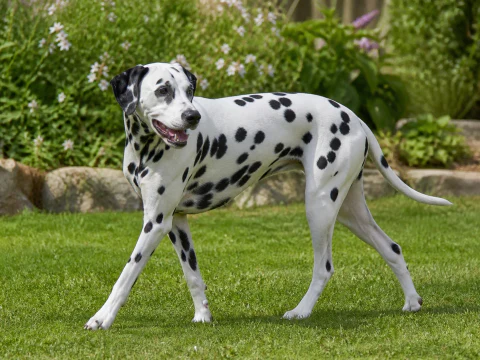 Happy adult Dalmatian walking across a sunny garden