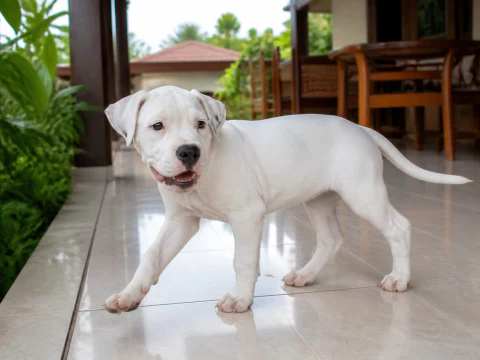 Happy Dogo Argentino puppy walking across a bright veranda