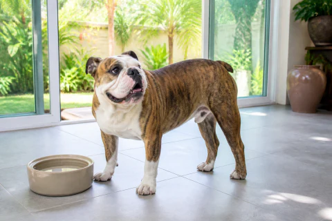 Happy English Bulldog standing beside fresh water in a cool family room