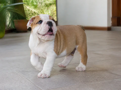 Happy English Bulldog puppy stepping across a bright veranda