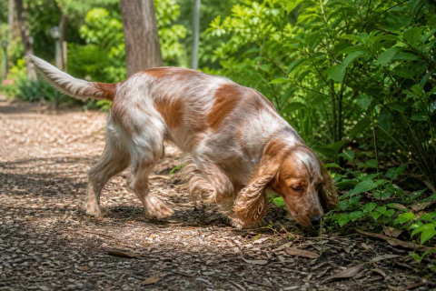 English Cocker Spaniel following a scent beside a shaded trail