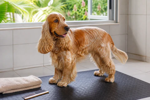 English Cocker Spaniel standing on a grooming mat beside a towel and comb