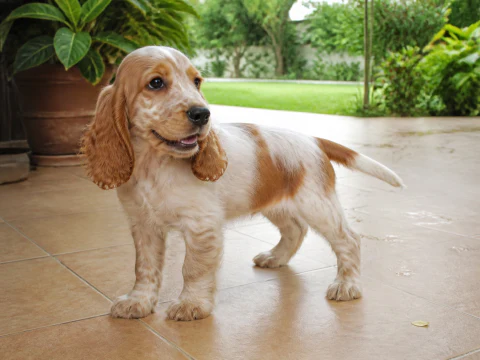 English Cocker Spaniel puppy standing on a bright patio