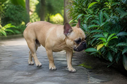 Fawn French Bulldog sniffing plants beside a shaded garden path