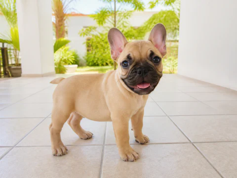 French Bulldog puppy standing on a bright veranda
