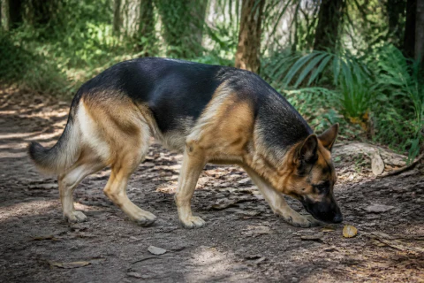 German Shepherd following a scent on a shaded trail