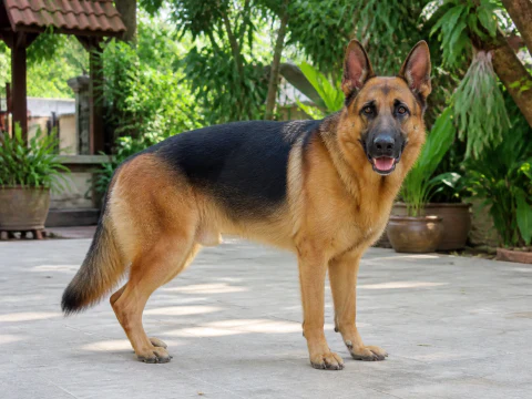 Adult German Shepherd standing in a shaded courtyard