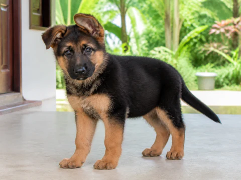 German Shepherd puppy standing at a bright home entrance