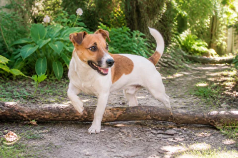 Happy Jack Russell Terrier stepping over a low log in a shaded garden