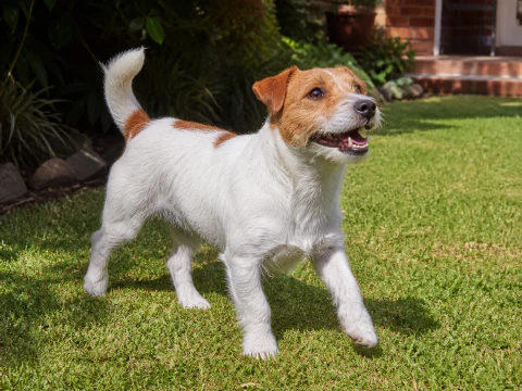 Happy adult Jack Russell Terrier walking across a sunny garden lawn