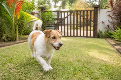 Happy Jack Russell Terrier returning across a secure garden