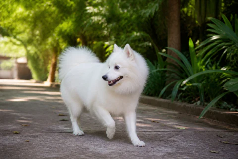 Japanese Spitz walking on a shaded leafy path