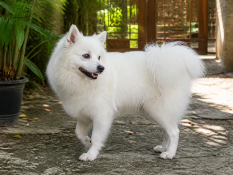 Happy adult Japanese Spitz looking back in a shaded garden entrance