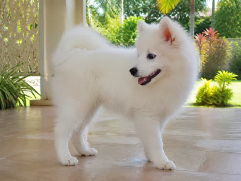 Happy Japanese Spitz puppy looking across a bright veranda