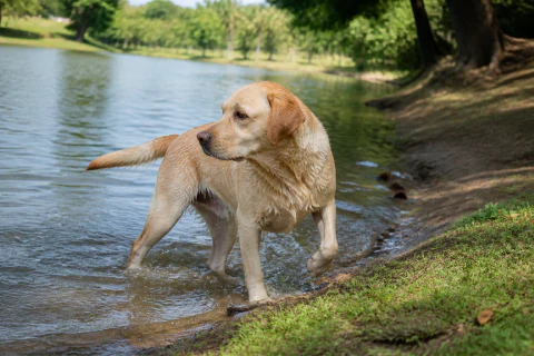 Yellow Labrador Retriever stepping out of shallow water at a park